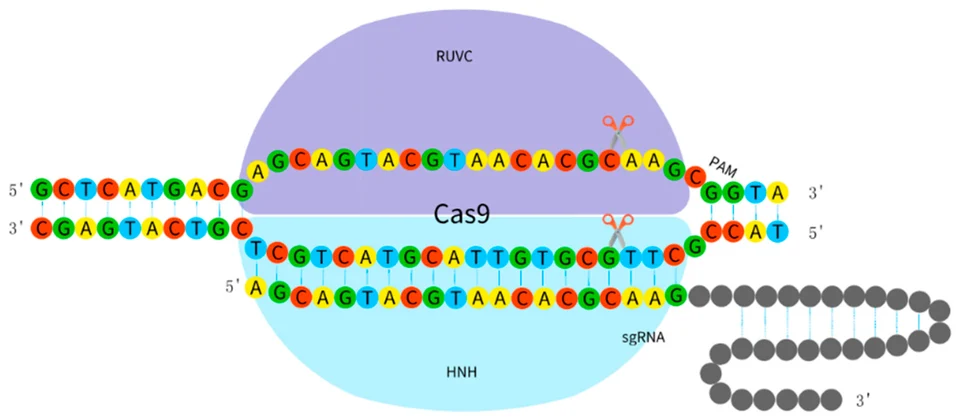 Cas9 蛋白在向导 RNA 引导下切割目标 DNA 的示意。